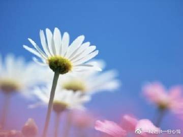 解“蚊子”打一個(gè)生肖動(dòng)物